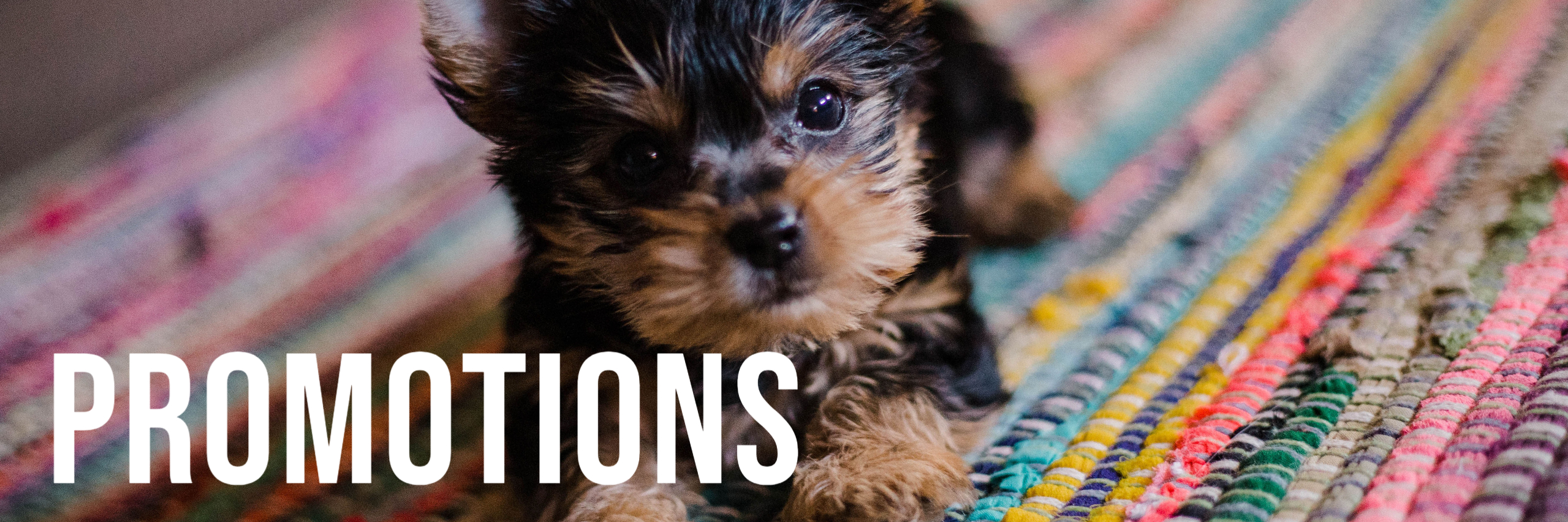 promotions-puppy