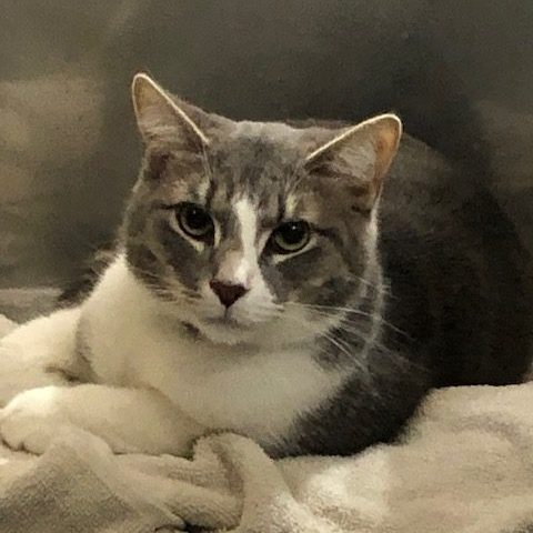 3 (1) nermal