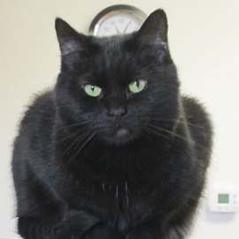 4 (1) salem